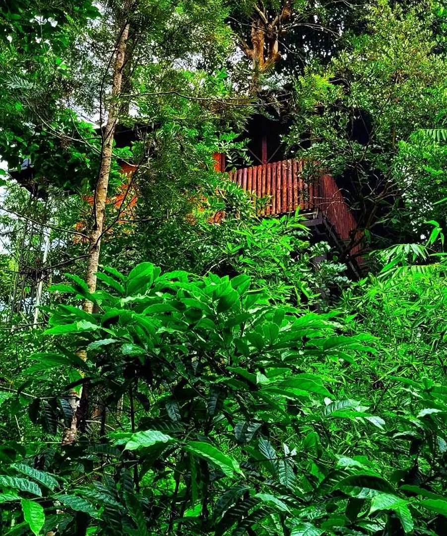 אתר נופש סולטאן באטרי Greens Tree House & Wood House
